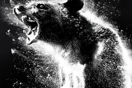 El encocado y salvaje 'Oso vicioso' se va del streaming El encocado y salvaje 'Oso vicioso' se va del streaming